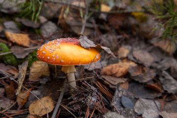 Amanita Muscaria, commonly known as the Fly Fgaric or fly amanita.