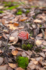 Amanita Muscaria, commonly known as the Fly Fgaric or fly amanita.