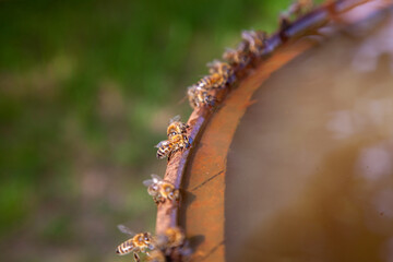 Bees drinking water in hot summer day..