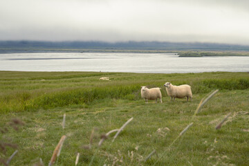 Fluffy sheep on pastureland landscape photo. Beautiful nature scenery photography with large lake on background. Idyllic scene. High quality picture for wallpaper, travel blog, magazine, article