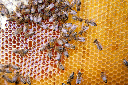 Close up view of working bees on honeycomb with sweet honey..