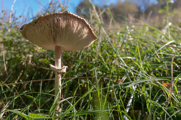Parasol mushroom, Macrolepiota procera, sometimes also Lepiota procera. Close-up of an adult example growing in tall grass, an edible basidiomycete fungus in the family Plecoptera.