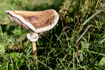 Parasol mushroom, Macrolepiota procera, sometimes also Lepiota procera. Close-up of an adult example growing in tall grass, an edible basidiomycete fungus in the family Plecoptera.