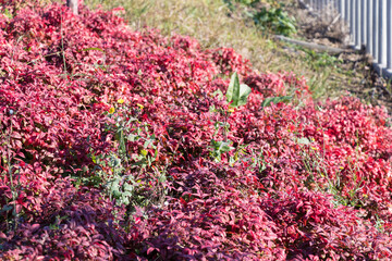 a few flower heads of yellow coniferous bloom among red-leaved winter flowers