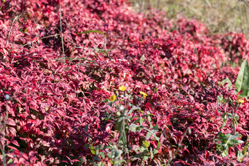 a few flower heads of yellow coniferous bloom among red-leaved winter flowers