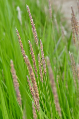Fototapeta na wymiar Grass flower