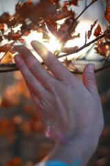 Close up woman touching twig with dry leaves concept photo. First view hand photography with sunset sky on background. High quality picture for wallpaper, travel blog, magazine, article