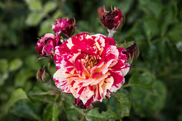Rosa 'Abracadabra' (Kordes 2014)