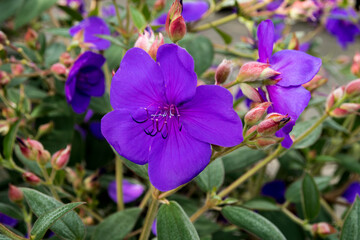 Tibouchina urvilleana