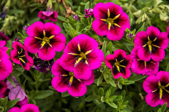 Calibrachoa parviflora 'Cabaret Good Night Kiss'