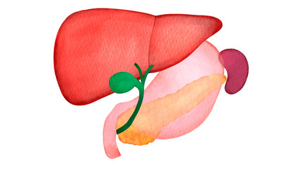 ヒトの肝臓、胃、胆嚢、膵臓、脾臓の水彩風イラスト - obrazy, fototapety, plakaty