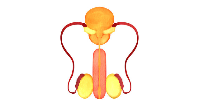 ヒトの膀胱と睾丸の水彩風イラスト