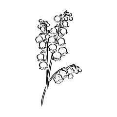Vector isolated single lily valley branch colorless black and white contour line drawing