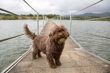 Spanish Water Dog with Ball on Walkway Bridge, Spain - 555861576