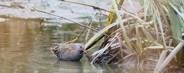 râle d'eau - rallus aquaticus, 
