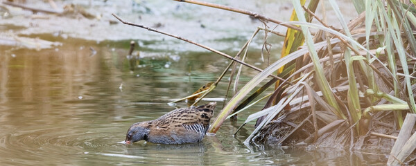 râle d'eau - rallus aquaticus, 