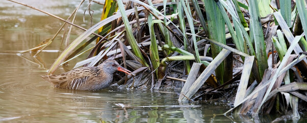 râle d'eau - rallus aquaticus, 
