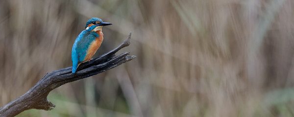 martin-pêcheur d'europe - alcedo atthis - alcedinidae, 