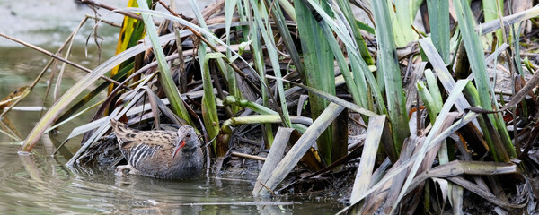 râle d'eau - rallus aquaticus, 