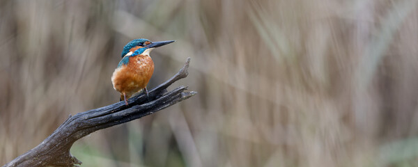 martin-pêcheur d'europe - alcedo atthis - alcedinidae, 