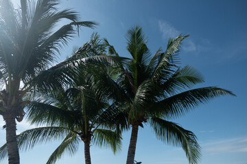 Fototapeta na wymiar Palm trees against blue sky. Beautiful coconut palm tree.