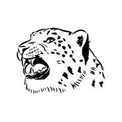 Snow leopard , hand drawn doodle, sketch in pop art style, vector illustration © Elala 9161
