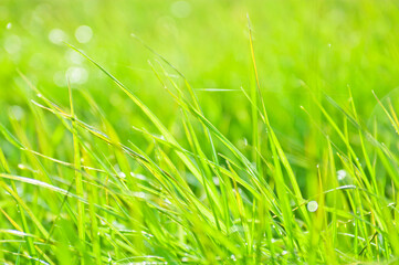 光を浴びて雨粒がキラキラ光る草地
