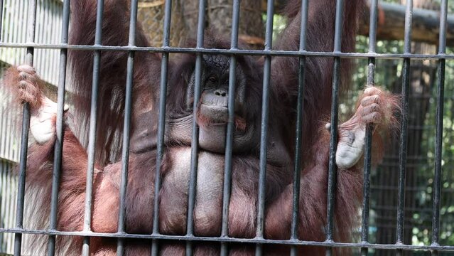 Close up view of orangutan behind bars in a cage at zoo.