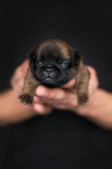 Small baby blind puppy sleep in humans hands