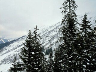 Pine trees on the mountain slopes at dusk in winter full of snow