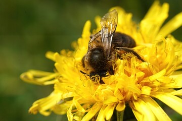 Closeup on a female vernal Colletes cunicularius , drinking nectar from yellow dandelion flower,...