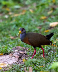 Grey-cowled wood rail (Aramides cajaneus) in Colombia