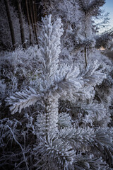 the first frosts and frost in the wild