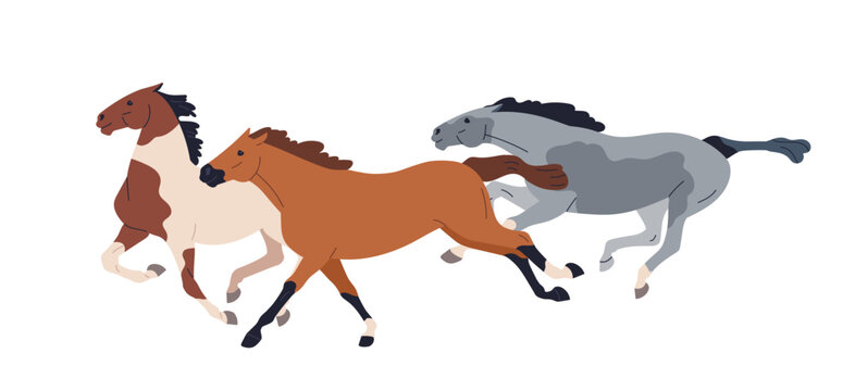 Race horses running. Wild mustangs in action. purebred racehorses group galloping at fast speed, side view. Tribal stallions of different breeds. Flat vector illustration isolated on white background