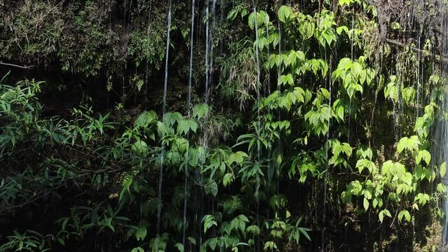 Water falling on tree leaves
