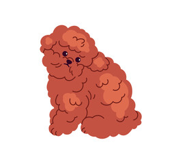 Cute fluffy puppy of Toy Poodle, miniature breed. Funny sweet little doggy with curly fuzzy hair. Mini hairy furry pup, canine animal. Flat vector illustration isolated on white background