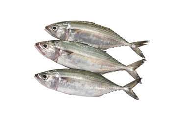 Indian mackerel fresh © Tony A