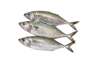 Indian mackerel fresh