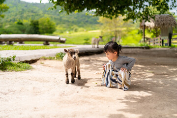 Asian cute little girl sitting and looking a young goat in a farm on sunny day.