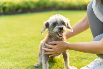 Yong woman in white shrit of cheerful with old dog at outdoors. Female playing with her little adopted dog pet and owner having good time together. Hugs and kisses, Love, Care, Friendship