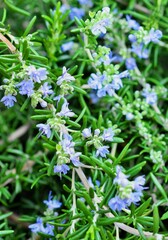 庭に咲いたローズマリーの花、ハーブガーデン、ガーデニング、ハーブの花