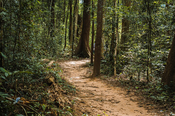 natural tree path green background