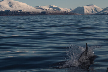 White-beaked dolphin in front of Arctic landscape