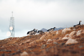 Barnacle geese in Arctic tundra in front of mobile antenna