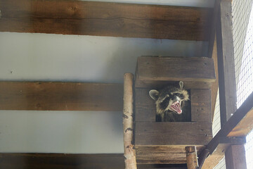 Grey raccoon showing teeth in his cage