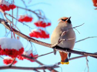 A Bohemian waxwing or Bombycilla garrulus during the winter