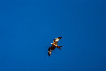 Bottom view of kite flying over deep blue sky