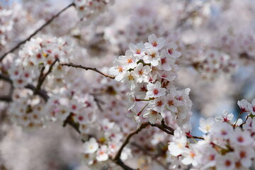 舟川べり桜並木。朝日、富山、日本。4月中旬。