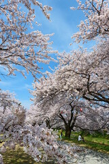 舟川べり桜並木。朝日、富山、日本。4月中旬。