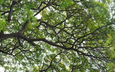 Fototapeta premium bush against sky below view